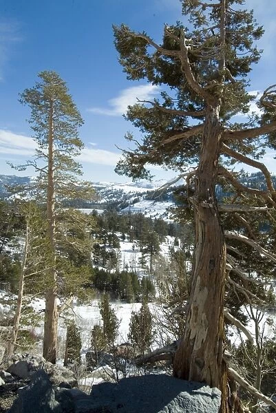 In the Sierra Nevada Mountains