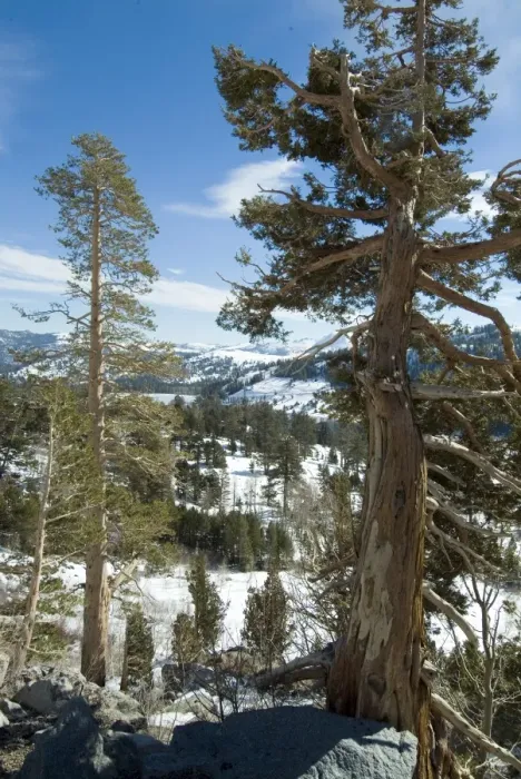 Framed Print : In the Sierra Nevada Mountains Framed Print : In the Sierra Nevada Mountains