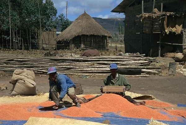 Sifting lentils in the wind, Ankober, Ethiopia, Africa