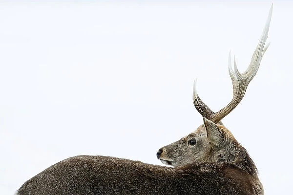 Sika Deer (Cervus nippon), Notsuke Peninsula, Hokkaido, Japan, Asia