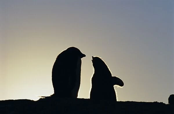 Silhouette of adelie penguin and chick, Antarctica, Polar Regions