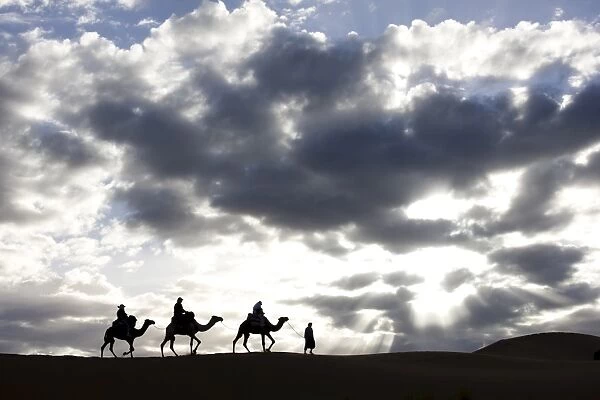 Silhouette of Berber man leading three camels along the ridge of a sand dune in the Erg Chebbi sand sea near Merzouga, Morocco, North