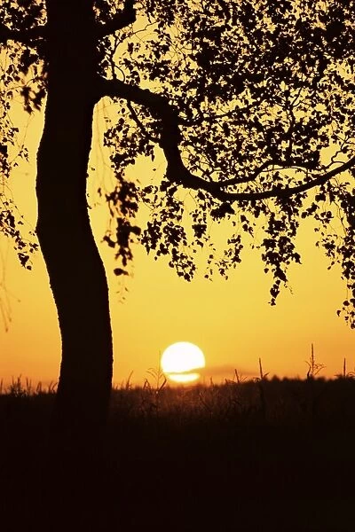 Silhouette of birch tree and setting sun