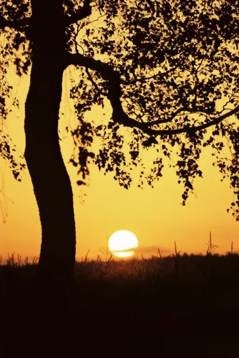 Framed Print : Silhouette of birch tree and setting sun Framed Print : Silhouette of birch tree and setting sun