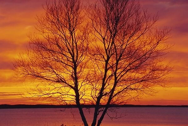 Silhouette of a Birch tree at sunrise, Kouchibouguac National Park, New Brunswick, Canada