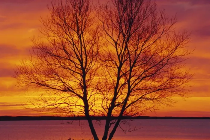 Framed Print : Silhouette of a Birch tree at sunrise, Kouchibouguac National Park, New Brunswick, Canada Framed Print : Silhouette of a Birch tree at sunrise, Kouchibouguac National Park, New Brunswick, Canada