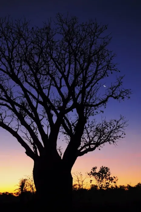 Framed Print : Silhouette of Boab tree and moon, Kimberley, Western Australia, Australia, Pacific Framed Print : Silhouette of Boab tree and moon, Kimberley, Western Australia, Australia, Pacific