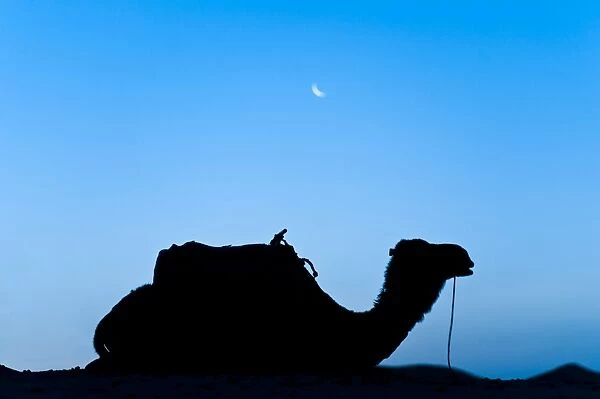 Silhouette of a camel in the desert at night, Erg Chebbi Desert, Morocco, North Africa, Africa