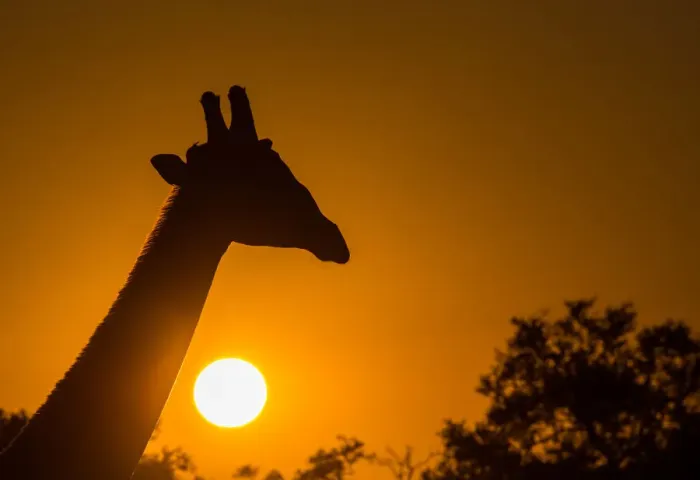 Framed Print : Silhouette of giraffe (Giraffa), with setting sun, South Luangwa National Park, Zambia Framed Print : Silhouette of giraffe (Giraffa), with setting sun, South Luangwa National Park, Zambia