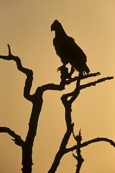 Silhouette of martial eagle (Polemaetus bellicosus), Botswana, Africa