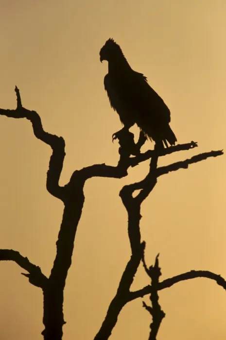 Framed Print : Silhouette of martial eagle (Polemaetus bellicosus), Botswana, Africa Framed Print : Silhouette of martial eagle (Polemaetus bellicosus), Botswana, Africa