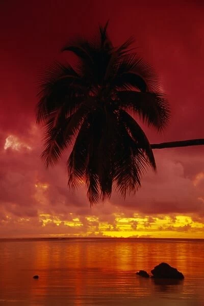 Silhouette of overhanging palm tree, colourful sunset, Aitutaki, Cook Islands