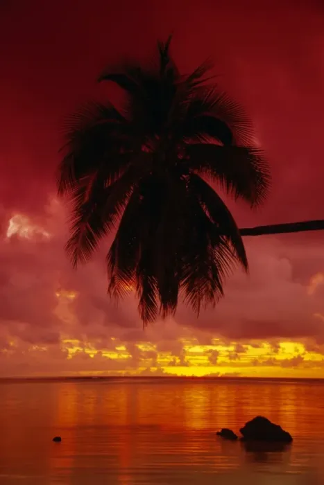 Framed Print : Silhouette of overhanging palm tree, colourful sunset, Aitutaki, Cook Islands Framed Print : Silhouette of overhanging palm tree, colourful sunset, Aitutaki, Cook Islands