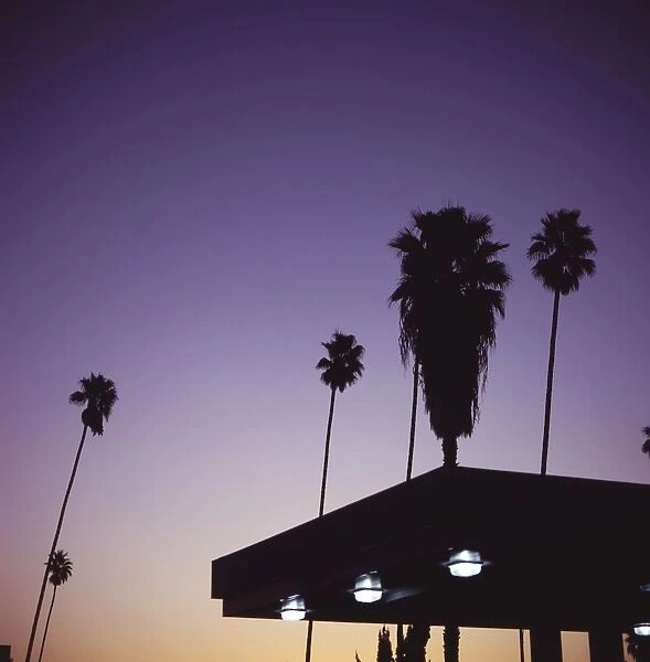Silhouette of palms next to gas station, South Pasadena, California, United States of America
