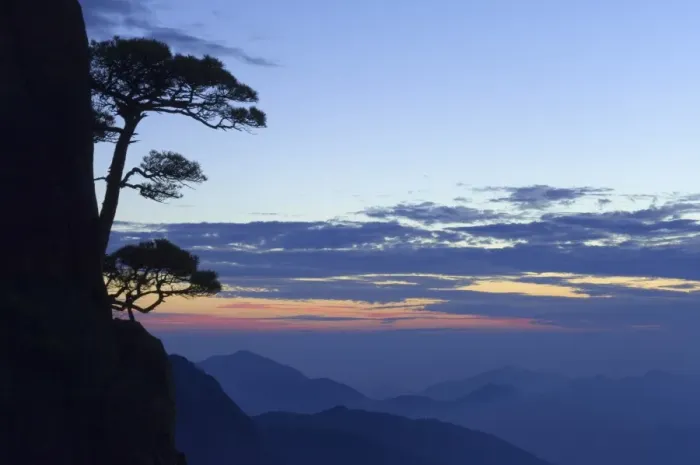 Framed Print : Silhouette of pine tree, White Cloud scenic area, Huang Shan (Mount Huangshan) Framed Print : Silhouette of pine tree, White Cloud scenic area, Huang Shan (Mount Huangshan)