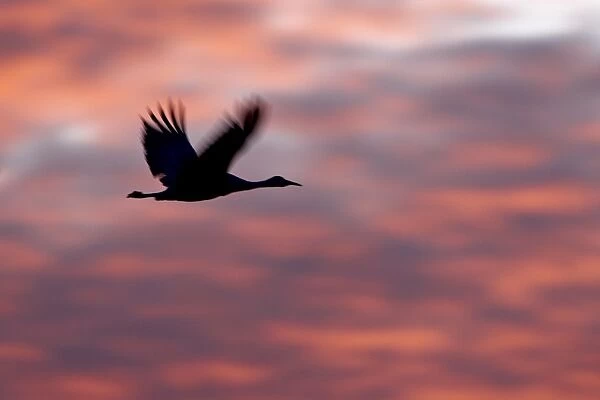 Silhouetted Sandhill Crane (Grus canadensis) in flight at sunset, Bernardo Wildlife Area