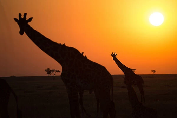 Silhouettes of giraffe (Giraffa camelopardalis) at sunset, Serengeti National Park