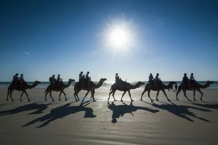 Framed Print : Silhouettes of tourists riding on camels on Cable Beach, Broome, Western Australia, Australia, Pacific Framed Print : Silhouettes of tourists riding on camels on Cable Beach, Broome, Western Australia, Australia, Pacific