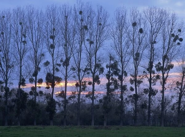 Silhouettes of trees at dusk in Loire, Centre, France, Europe