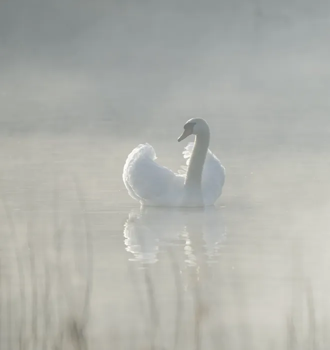 Framed Print : Silted swan (Cygnus olor) swims in impressive position on a lake, fog, Lower Saxony, Germany Framed Print : Silted swan (Cygnus olor) swims in impressive position on a lake, fog, Lower Saxony, Germany