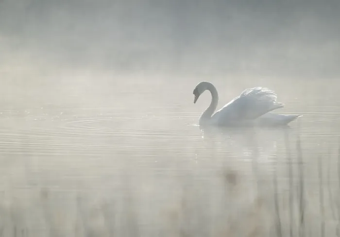 Framed Print : Silted swan (Cygnus olor) swims in impressive position on a lake, fog, Lower Saxony, Germany