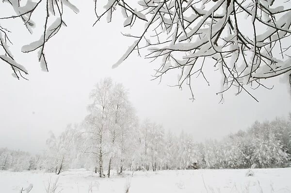 Silver birch (Betula pendual) tree, growing on snow covered meadow in February, Bialowieza