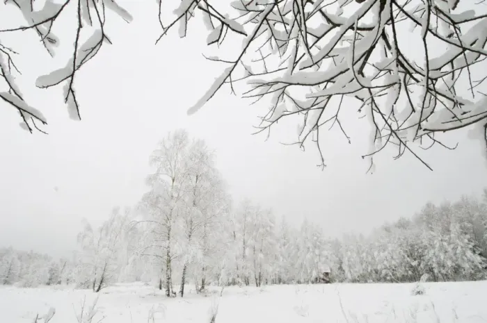 Framed Print : Silver birch (Betula pendual) tree, growing on snow covered meadow in February, Bialowieza Framed Print : Silver birch (Betula pendual) tree, growing on snow covered meadow in February, Bialowieza