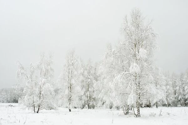 Silver birch (Betula pendual) tree growing on snow covered meadow in February, Bialowieza