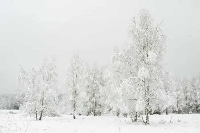 Framed Print : Silver birch (Betula pendual) tree growing on snow covered meadow in February, Bialowieza Framed Print : Silver birch (Betula pendual) tree growing on snow covered meadow in February, Bialowieza