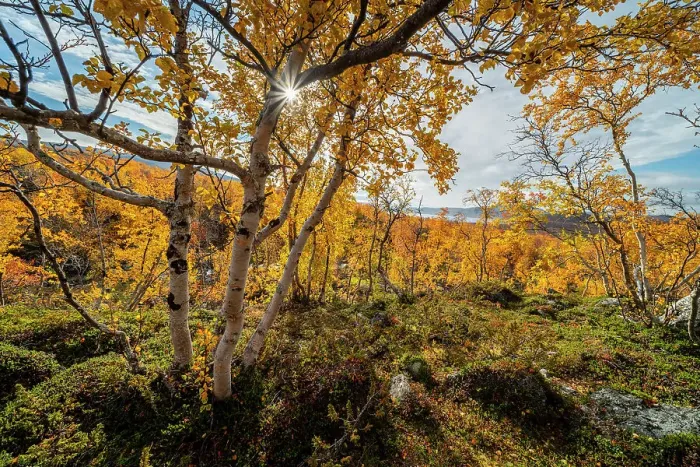Framed Print : Silver birch (Betula pendula) on fell top, Kilpisjarvi, Lapland, Finland, Europe Framed Print : Silver birch (Betula pendula) on fell top, Kilpisjarvi, Lapland, Finland, Europe
