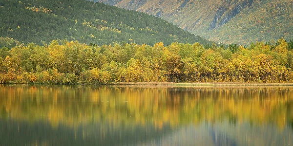 Silver birch (Betula pendula) reflected in lake, Norway, Scandinavia, Europe