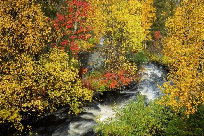 Framed Print : Silver birch (Betula pendula) and Rowan (Sorbus aucuparia) and stream, autumn colour, Muonio, Lapland, Finland, Europe Framed Print : Silver birch (Betula pendula) and Rowan (Sorbus aucuparia) and stream, autumn colour, Muonio, Lapland, Finland, Europe