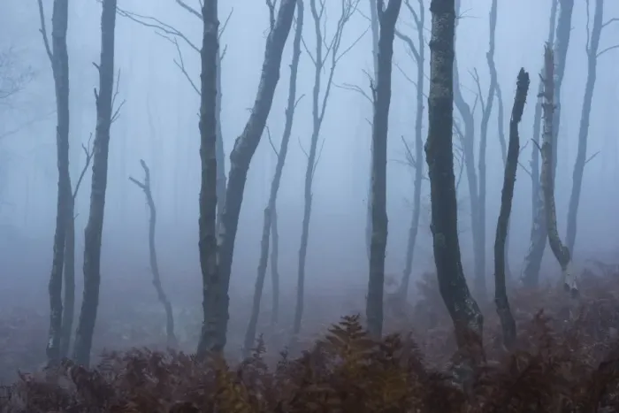 Framed Print : Silver birch (Betula pendula) trees and dawn fog in October, Peak District, Derbyshire Framed Print : Silver birch (Betula pendula) trees and dawn fog in October, Peak District, Derbyshire