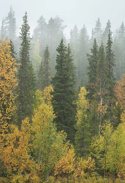 Silver birch and pine trees in mist, Taiga forest, autumn colour, Finland, Europe