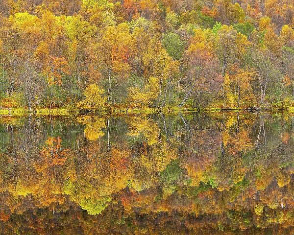 Silver birch reflected in lake in autumn, Senja, Troms og Finnmark, Norway, Scandinavia, Europe