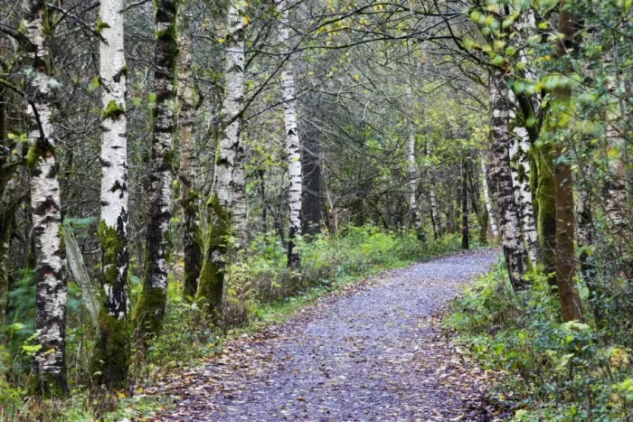 Framed Print : Silver birch trees along the Old Railway Path between Keswick and Threlkeld, Cumbria, England, United Kingdom, Europe
