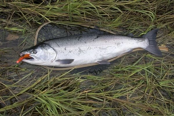 Silver (Coho) salmon (Oncorhynchus Kisutch) with fly in the mouth, Coghill Lake