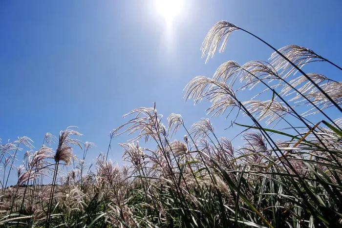 Framed Print : Silver grass, a visitor attraction, growing during autumn on Saebyeol Oreum peak, Jeju Island, South Korea, Asia Framed Print : Silver grass, a visitor attraction, growing during autumn on Saebyeol Oreum peak, Jeju Island, South Korea, Asia