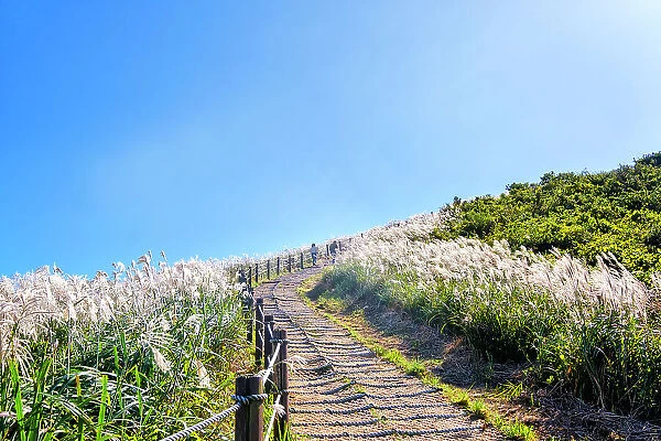 Silver grass, a visitor attraction, growing during autumn on Saebyeol Oreum peak, Jeju Island, South Korea, Asia