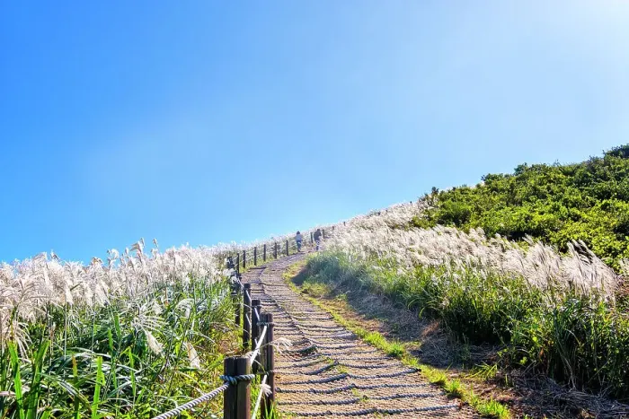 Framed Print : Silver grass, a visitor attraction, growing during autumn on Saebyeol Oreum peak, Jeju Island, South Korea, Asia Framed Print : Silver grass, a visitor attraction, growing during autumn on Saebyeol Oreum peak, Jeju Island, South Korea, Asia