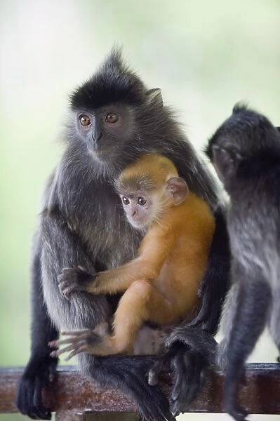 Silver Leaf Langur monkey, Labuk Bay Proboscis Monkey Sanctuary, Sabah