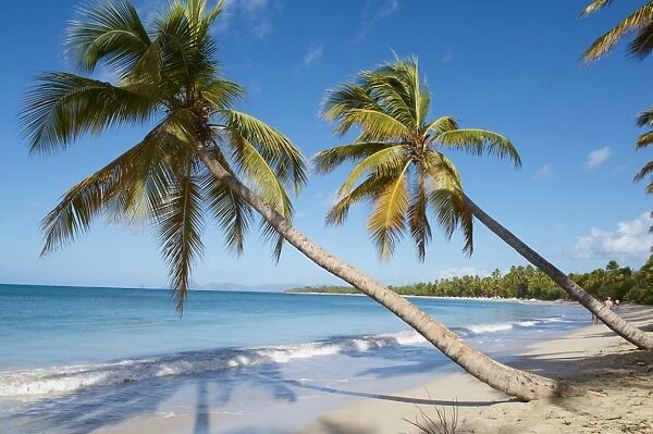 Silver sand and palm trees, Sainte Anne beach, Martinique, French Overseas Department