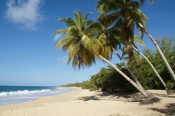 Silver sand and palm trees, Sainte Anne beach, Martinique, French Overseas Department