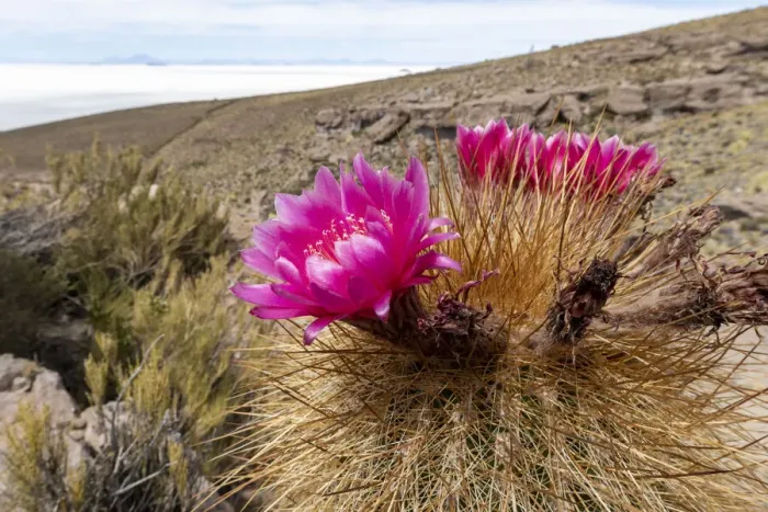 Framed Print : Silver torch (Cleistocactus strausii), flowering near the salt flats in Salar de Uyuni Framed Print : Silver torch (Cleistocactus strausii), flowering near the salt flats in Salar de Uyuni