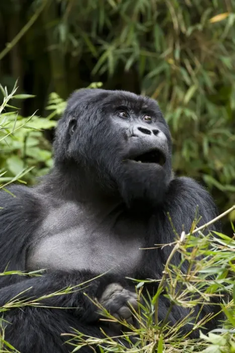 Framed Print : Silverback Framed Print : Silverback
