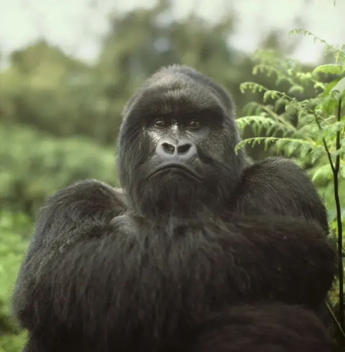 Framed Print : Silverback male Mountain Gorilla (Gorilla g. beringei), Virunga Volcanoes, Rwanda, Africa Framed Print : Silverback male Mountain Gorilla (Gorilla g. beringei), Virunga Volcanoes, Rwanda, Africa