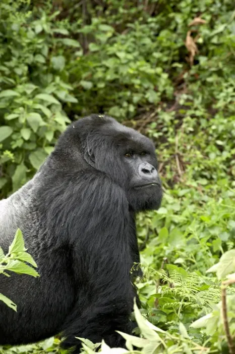 Framed Print : Silverback mountain gorilla Framed Print : Silverback mountain gorilla