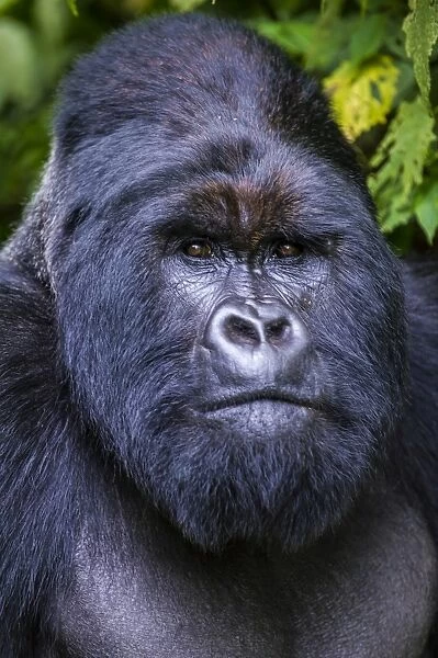 Silverback Mountain gorilla (Gorilla beringei beringei) in the Virunga National Park