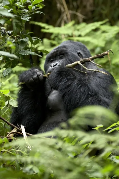 Framed Print : Silverback mountain gorilla (Gorilla gorilla beringei), Group 13, Volcanoes National Park Framed Print : Silverback mountain gorilla (Gorilla gorilla beringei), Group 13, Volcanoes National Park