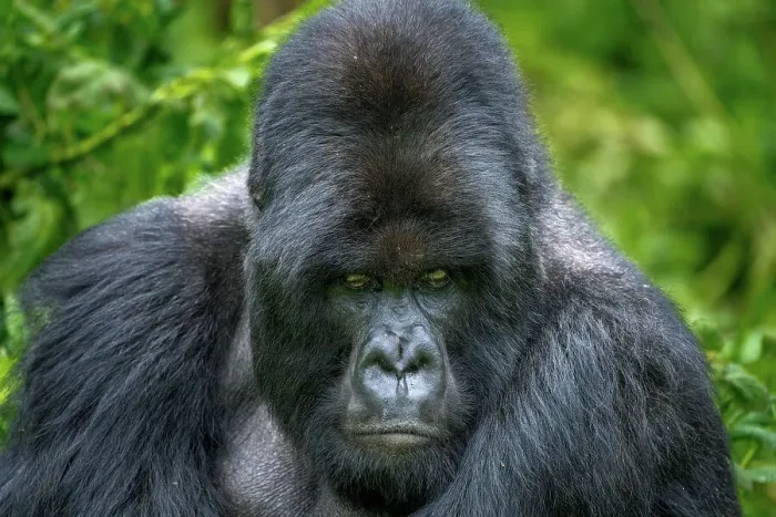 Framed Print : A Silverback mountain gorilla, a member of the Agasha family in the mountains of Volcanos National Park, Rwanda, Africa Framed Print : A Silverback mountain gorilla, a member of the Agasha family in the mountains of Volcanos National Park, Rwanda, Africa